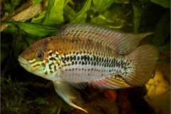Apistogramma hongsloi