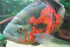 Astronotus ocellatus