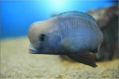 Cyrtocara moorii