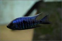Copadichromis parvus metangula