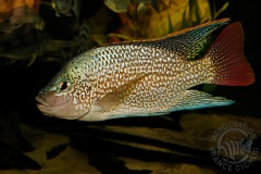 Oreochromis tanganicae (lac Tanganyika)