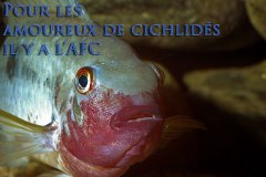 Aequidens tetramerus (Amérique du sud)