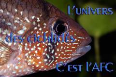 Tahuantinsuyoa macantzatza (Amérique du sud)