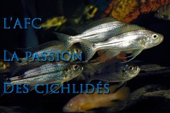 Haplotaxodon trifasciatus (lac Tanganyika)