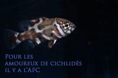 Astronotus ocellatus (Amérique du sud)