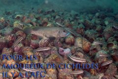 Lamprologus callipterus & Telmatochro!is vittatus (lac Tanganyika)