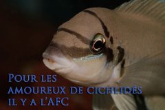 Chalinochromis brichardi (lac Tanganyika)