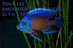 Copadichromis borleyi (lac Malawi)