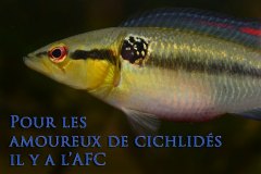 Crenicichla lepidota (Amérique du sud)