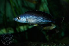 Cyprichromis sp. jumbo (lac Taganyika)