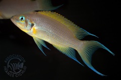 Neolamprologus pulcher "daffodil" (lac Tanganyika)