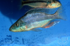 Dimidiochromis compressiceps (lac Malawi)