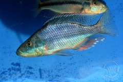 Dimidiochromis compressiceps (lac Malawi)