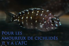 Tropheus duboisi (lac Tanganyika)