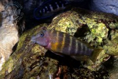 Eretmodus marksmithi (lac Tanganyika)