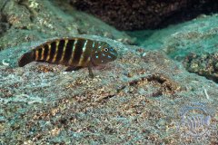 Eretmodus marksmithi (lac Tanganyika)