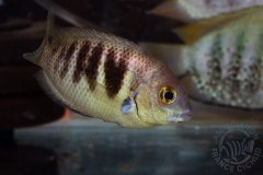 Etroplus canarensis (Inde)