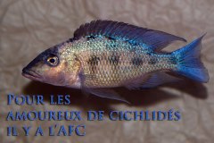 Fossorochromis rostratus (lac Malawi)