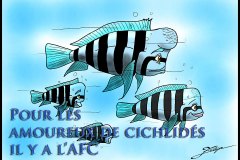 Cyphotilapia (lac Tanganyika)