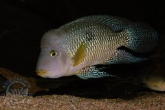 Geophagus brasiliensis (Amérique du sud)