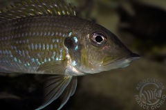 Gnathochromis permaxillaris (lac Tanganyika)