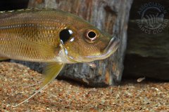 Greenwoodochromis belcrossi (lac Tanganyika)