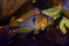 Guianacara cf. owroewefi (Amérique du sud)