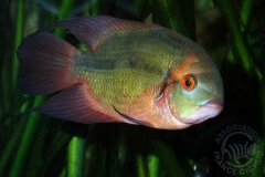 Hypselecara temporalis (Amérique du sud)