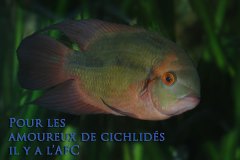 Hypselecara temporalis (Amérique du sud)