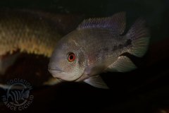 *(Amérique centrale)