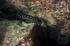 Julidochromis sp. "kasia" (lac Tanganyika)
