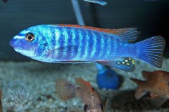 Labeotropheus trewavasae (lac Malawi)