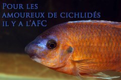 Labeotropheus fuelleborni (lac Malawi)