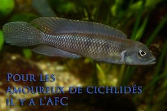 Lamprologus tigripictilis (fluviatile africain)