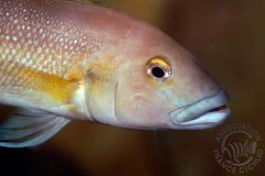 Lepidiolamprologus cunningtoni (lac Tanganyika)