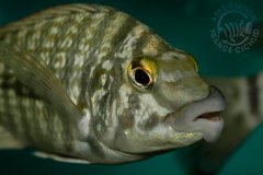 Lobochilotes labiatus (lac Tanganyika)