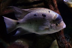 Maskaheros argenteus (Amérique centrale)