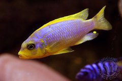 Maylandia aurora (lac Malawi)