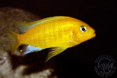 Maylandia barlowi (lac Malawi)