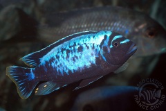 Maylandia msobo (lac Malawi)
