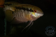 Mesonautra festivus (Amérique du sud)