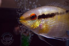 Mesonauta mirificus (Amérique du sud)