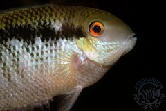 Mesonauta guyanae (Amérique du sud)