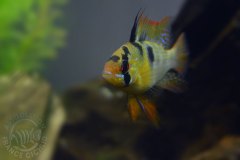 Mikrogeophagus ramirezi (Amérique du sud)