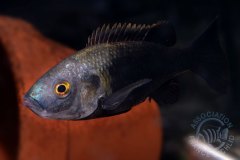 Myaka myaka (lac Barombi Mbo)