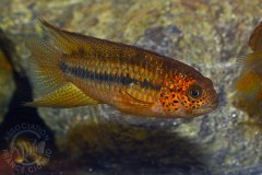 Nannacara aureocephalus (Amérique du sud)