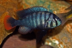 Neochromis rufocaudalis (lac Victoria)