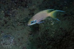 Neolamprologus brichardi (lac Tanganyika)