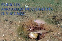 Neolamprologus aff. caudopunctatus "Kipili" (lac Tanganyika)