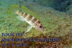 Neolamprologus tetracanthus (lac Tanganyika)